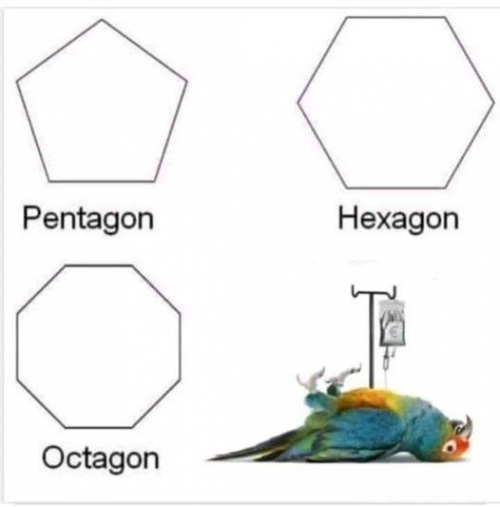 Bird)geometric shape names_0_0.jpg