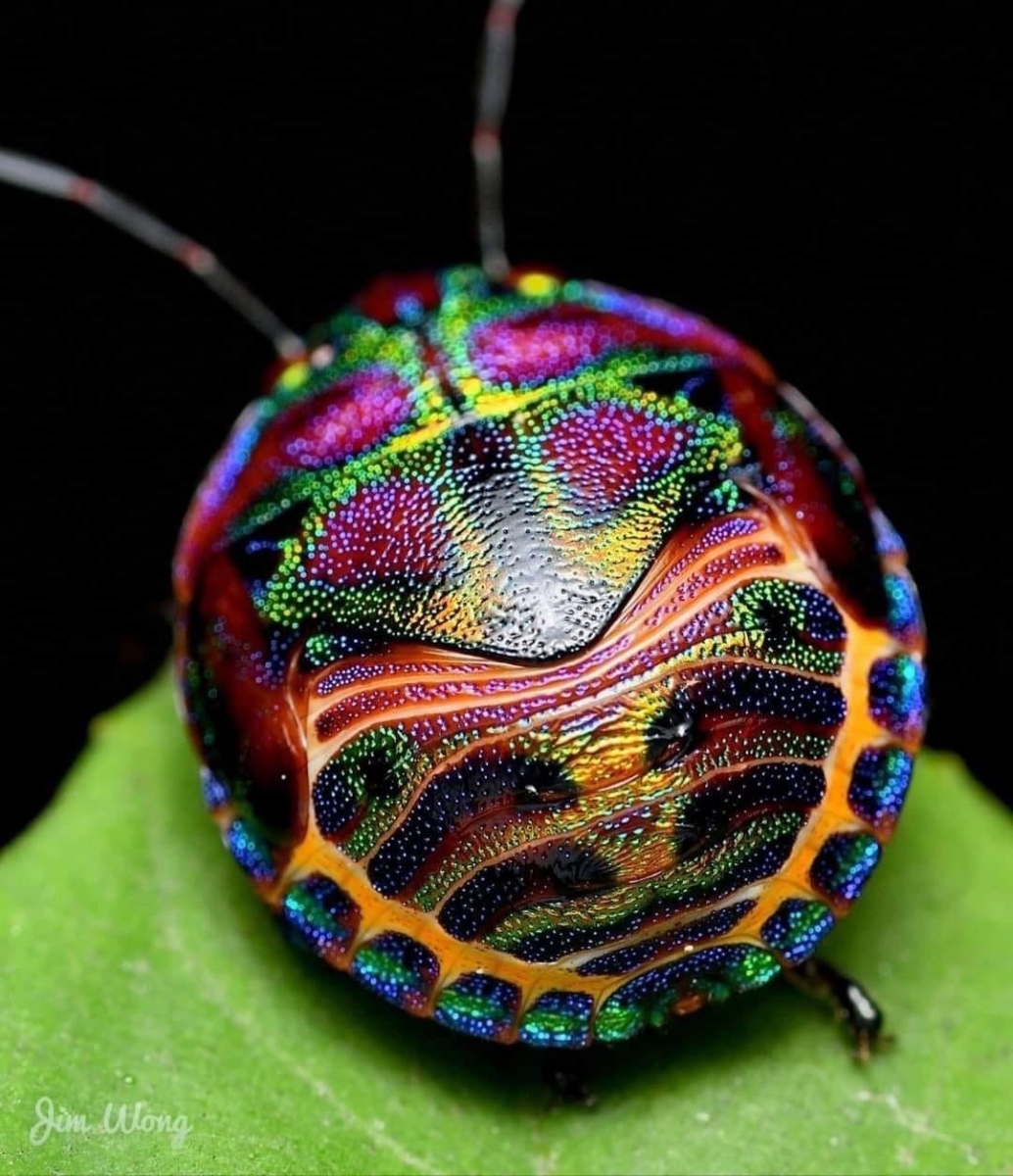 Bug, Hibisicus Harlequin (Australia).jpg