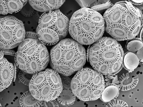 Chalk dust under the microscope by Igor Siwanowicz_0_0.jpg