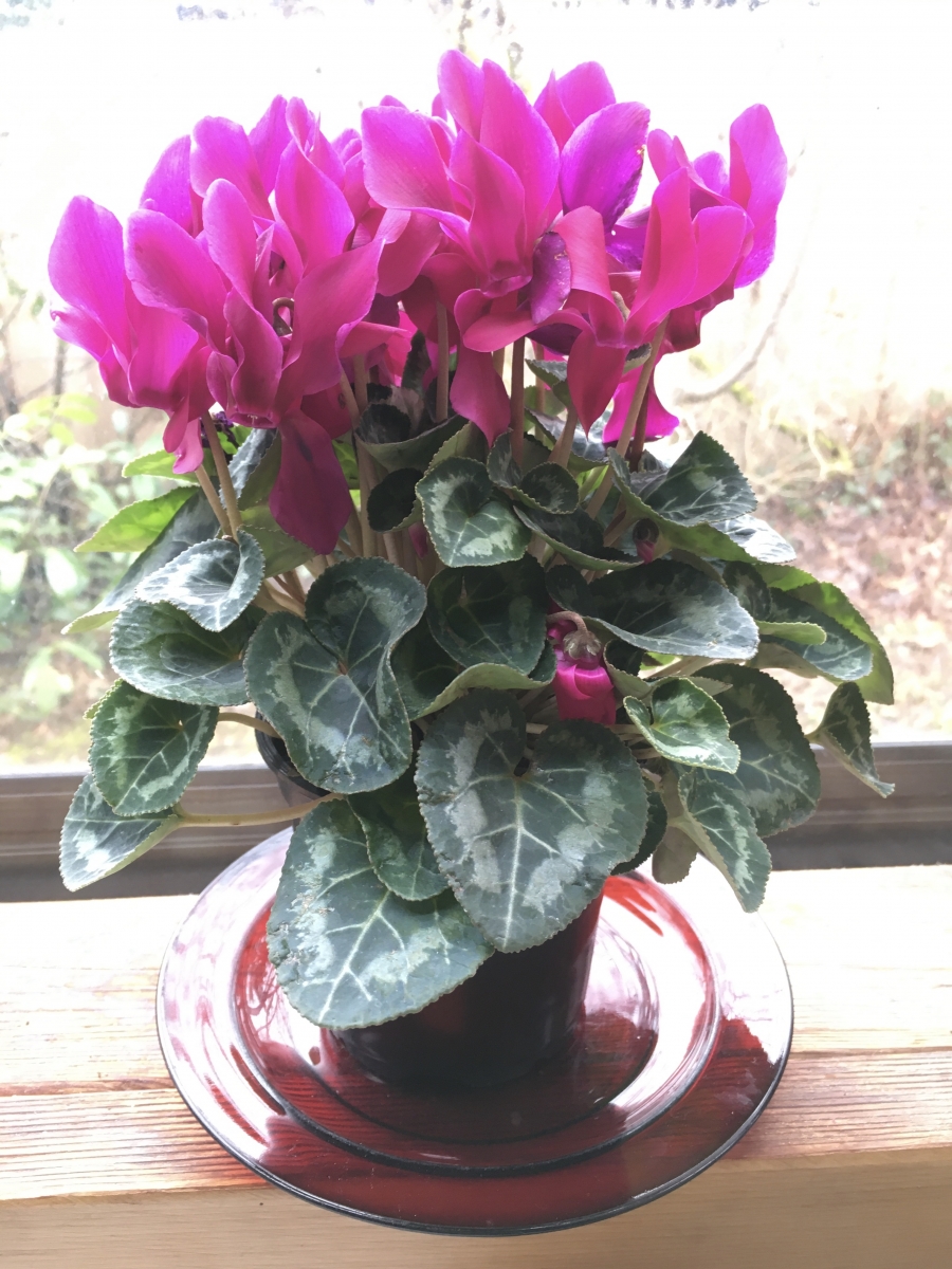 Cyclamen, florist.jpeg