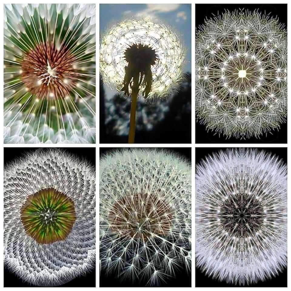 Dandelion geometry_1.jpg