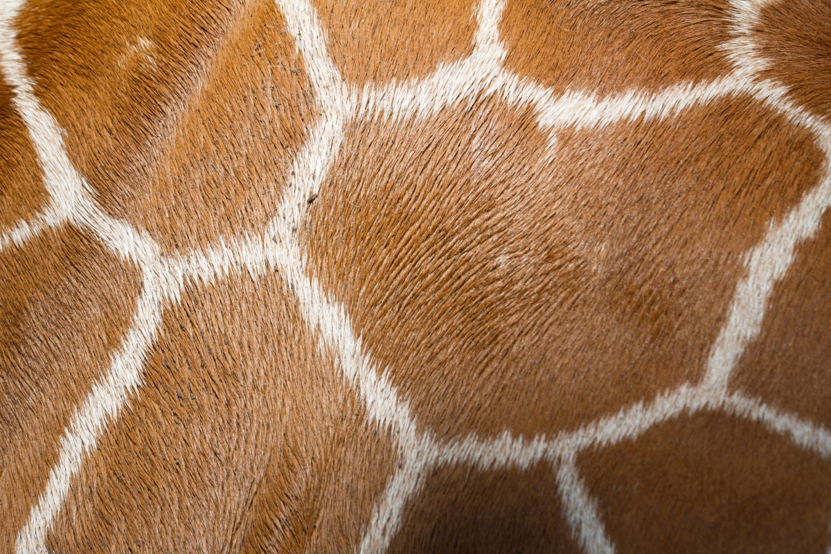 Giraffe pelt_1.jpg