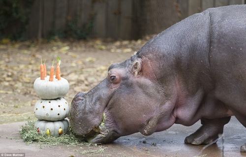Hippo with squash cake_0.jpg