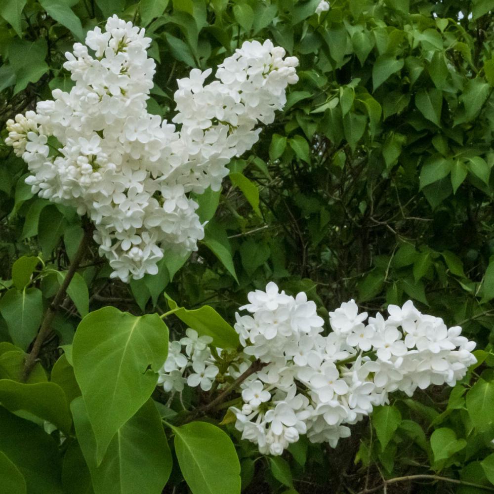 Lilac, white.jpg