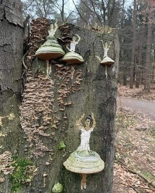 Mushroom dancer art on a tree_0.jpg