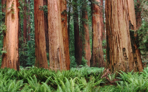 Redwoods_0.jpg