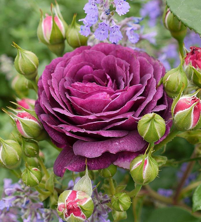 Rose, purple with buds.jpg