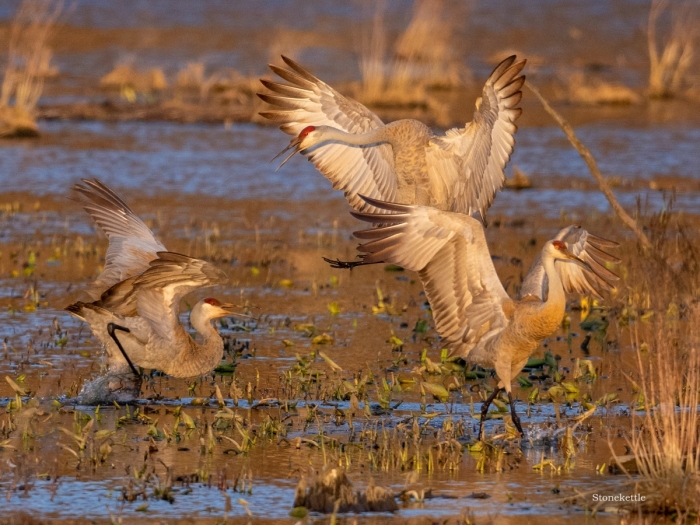 Sandhill cranes_0.jpg