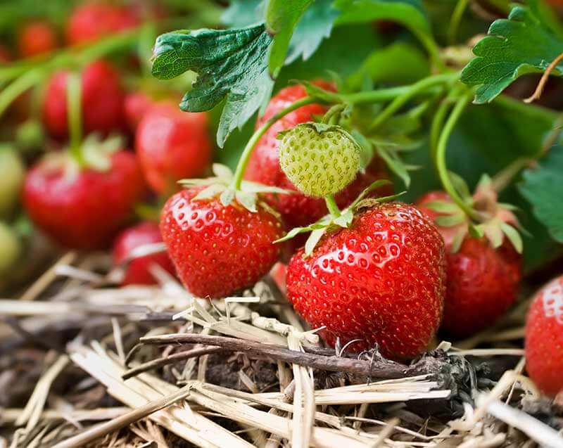 Strawberries-Vine_0.jpg