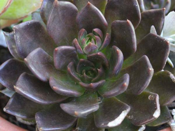 Succulent - Black Prince Echeveria.jpg