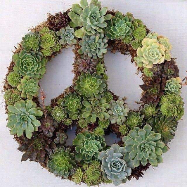 Succulent Peace sign.jpg