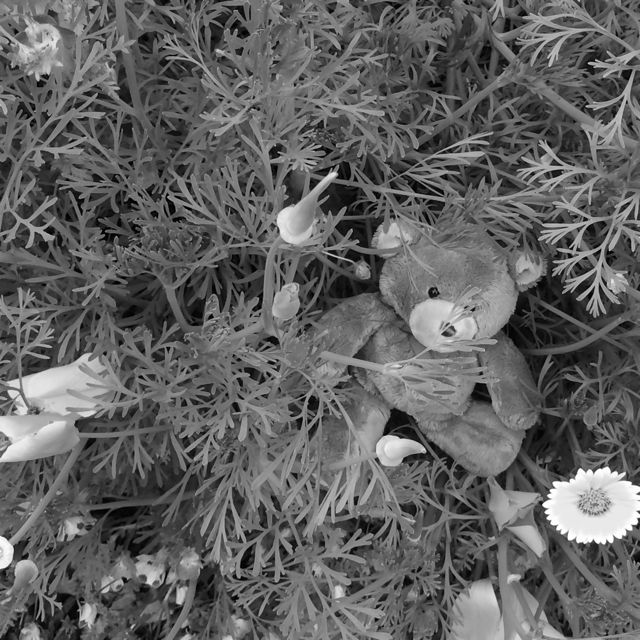 Teddy bear in flowers.jpg
