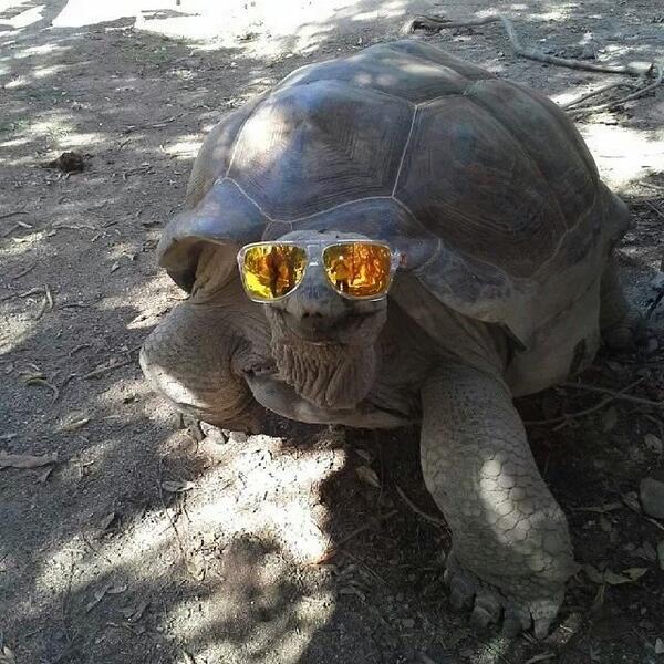 Turtle in shades.jpg