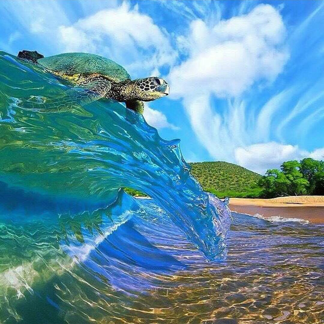 Turtle on waves_2.jpg