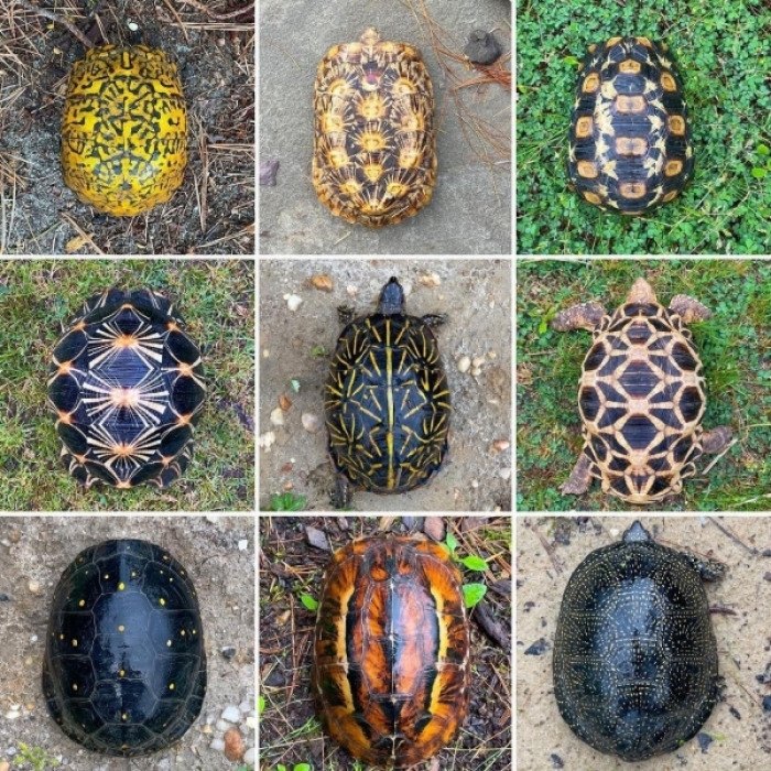 Turtles_1_0_0.jpg