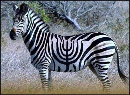 Zebra Menorah.jpg