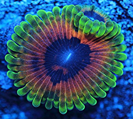 anemone, rainbow.png