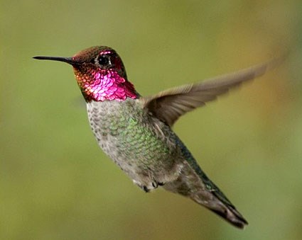 annas_hummingbird_sim_1_0.jpg