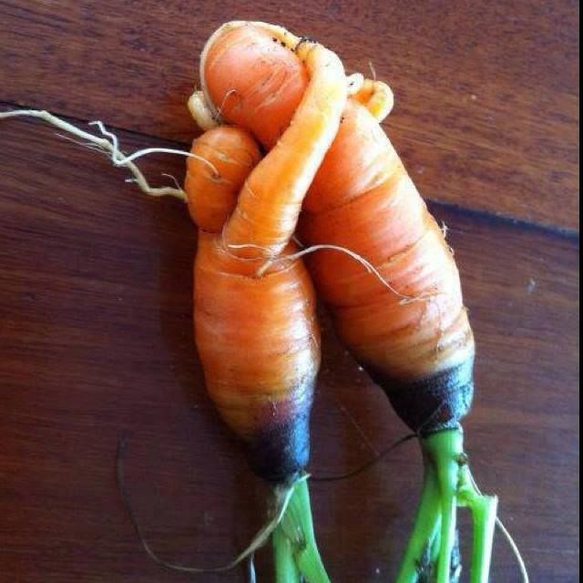 carrot embrace_0.jpg