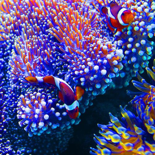 clown fish hawaii .jpg