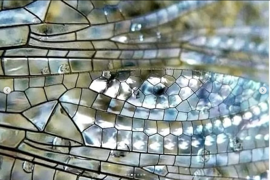 dragonfly wing 3.png