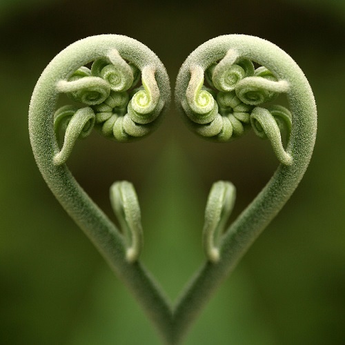 fiddlehead heart.jpg
