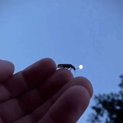 gif firefly_1.gif