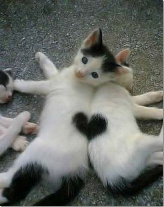kitties make heart_0.jpg
