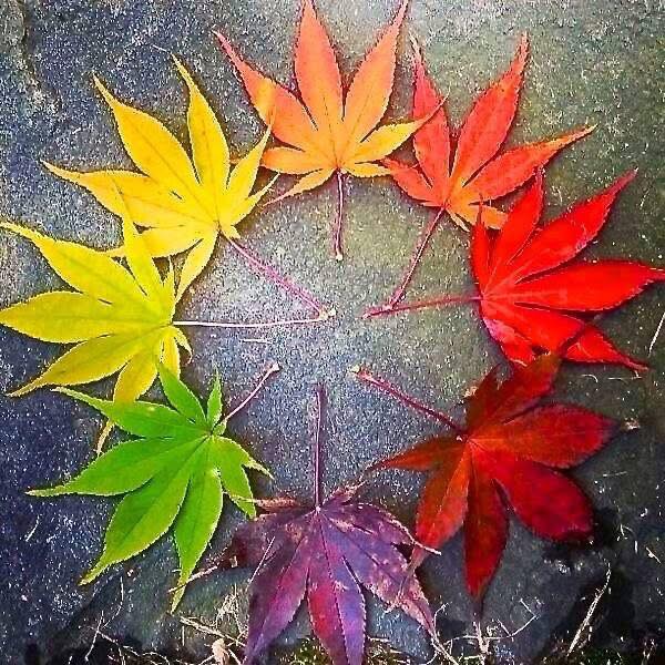 leaf mandala.jpg