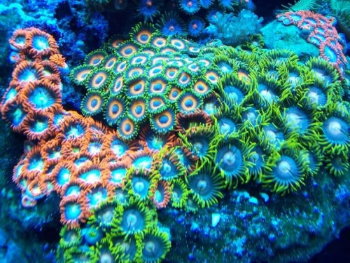 sea anemones_0.jpg