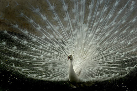 white-beauty peacock_2.jpg