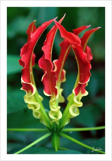 wild-fire-lily.jpg