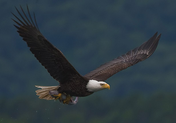 2010-bald-eagle-with-fish.jpg