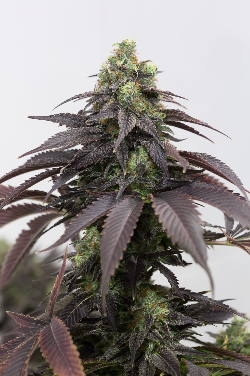 707-headband-28441.jpg