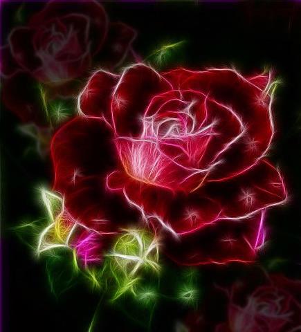 A Rose.jpg