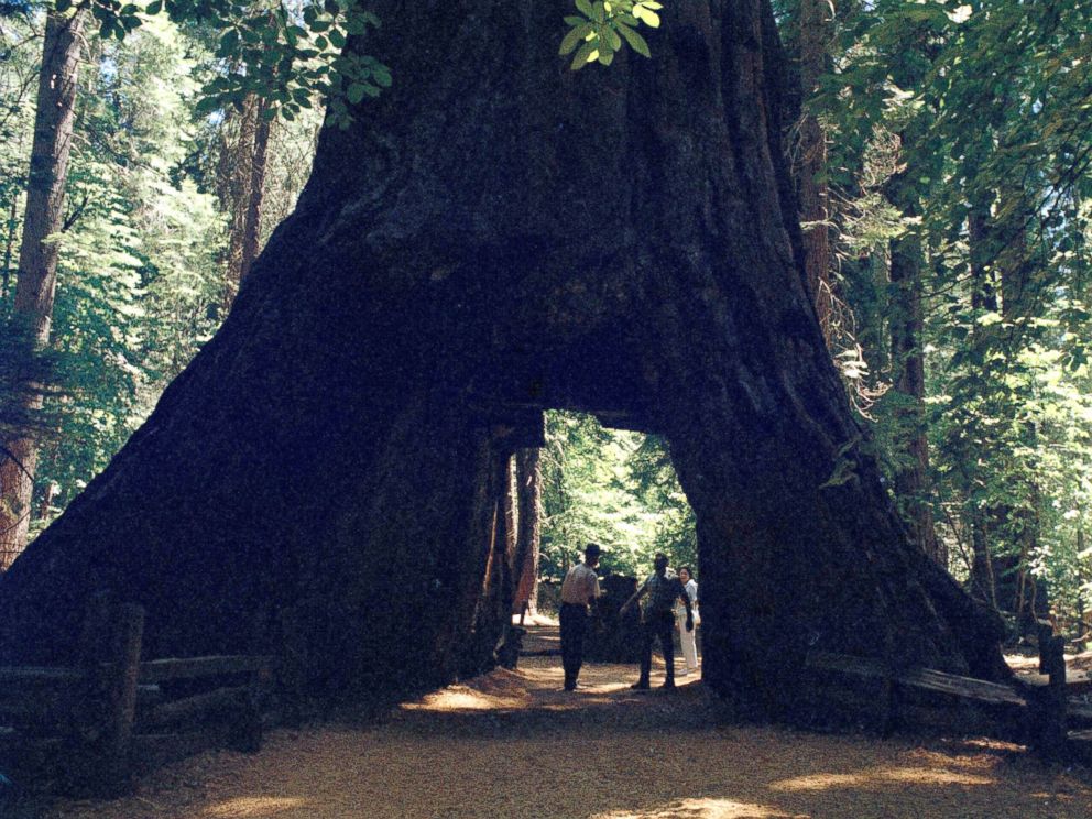 AP-Calaveras-Big-Trees-State-Park-MEM-170109_4x3_992.jpg