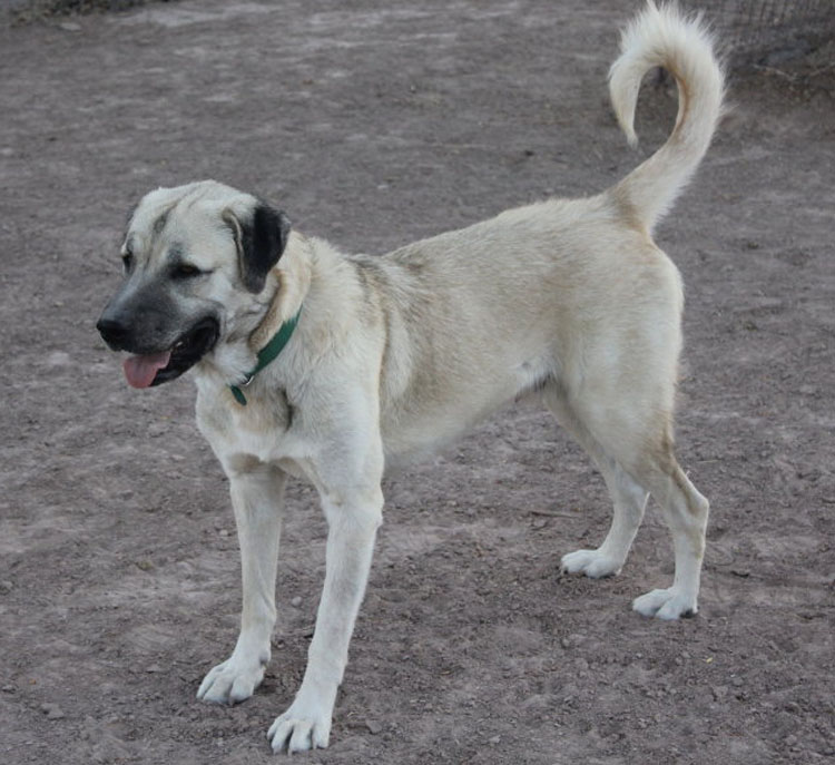 Anatolian-Shepherd-Dog_1.jpg
