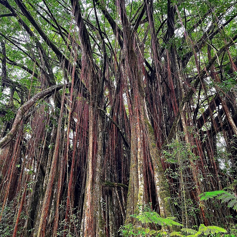 Banyon Tree.jpg