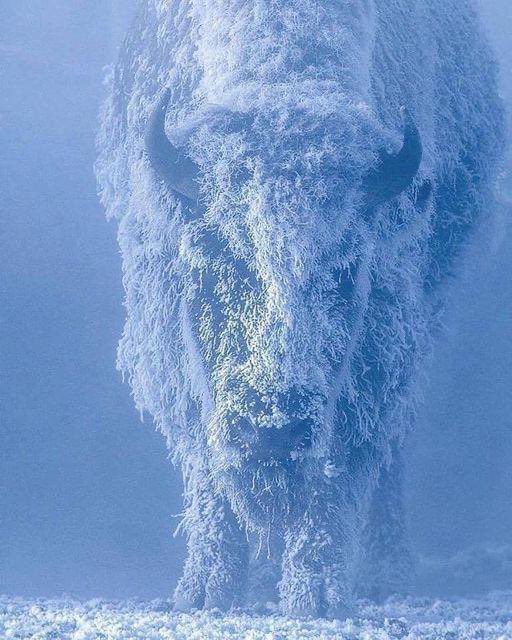 Bison in Snow.jpg