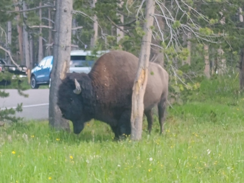 Bison.jpg