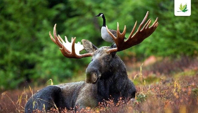 CKTB-NEWS-Goose-on-a-Moose_0.jpg