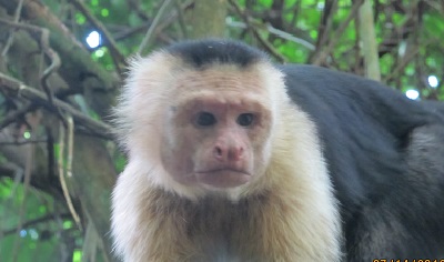 CR Monkey.JPG