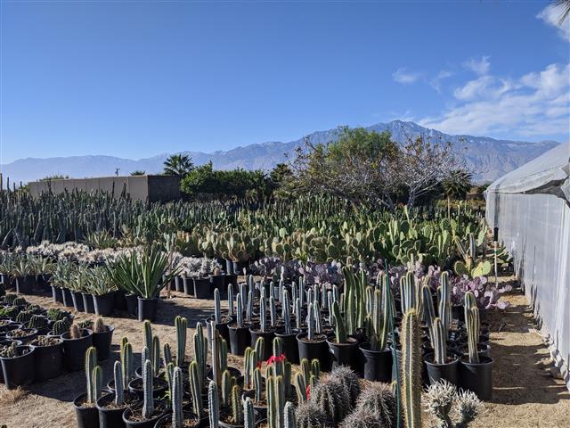 Cactus Nursery-1 (Small).jpg