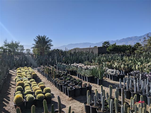 Cactus Nursery-2 (Small).jpg