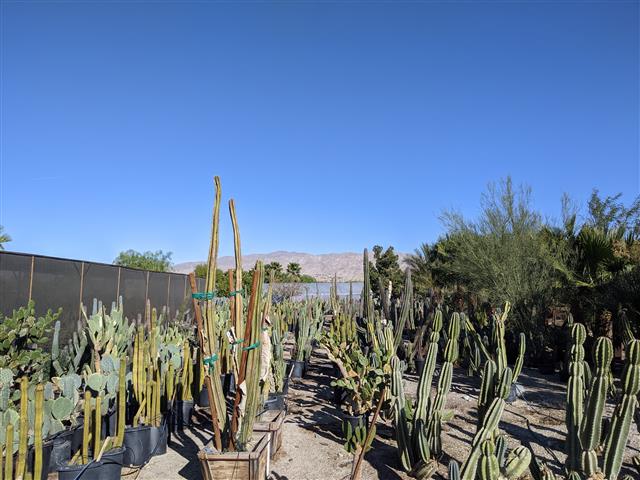 Cactus Nursery-3 (Small).jpg