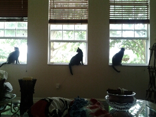 Cats.jpg