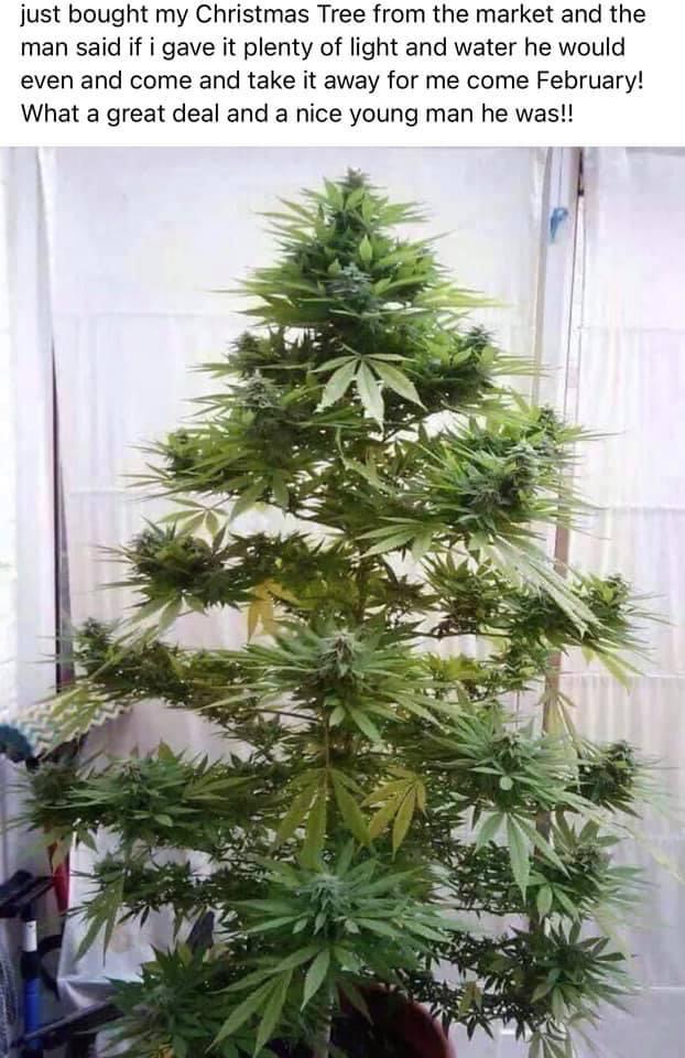 Christmas Tree - Special.jpeg