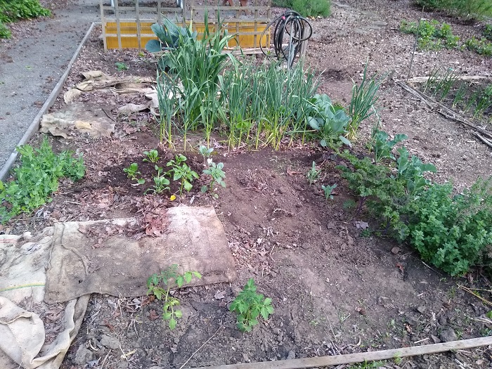 Community Garden Plot.jpg