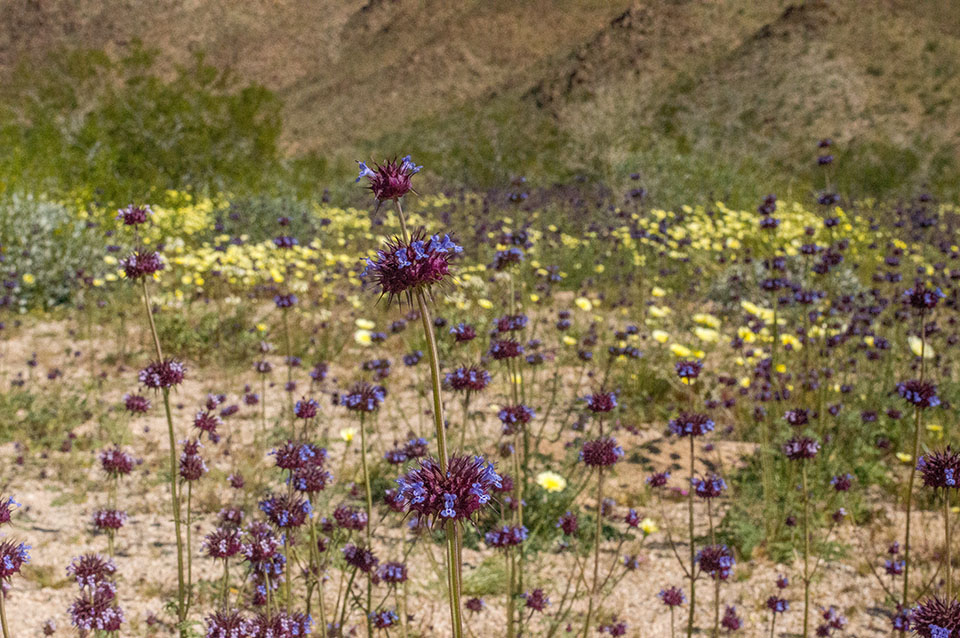 DSC_0208-1.jpg