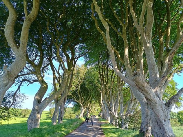 Dark Hedges.jpg